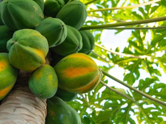 Carica papaya L. plant with fruits. Tree Considered of great nutritional value and medicinal power, several parts of the papaya tree are used for this purpose, each one with its respective therapeutic properties.